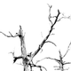 Image for article titled 27 Photos Of Barenaked Trees